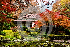 Japan historic house red maple and bonsai garden photo